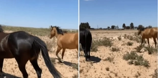 Жінка спіймала коней, які тікали, за допомогою бюстгальтера (відео)