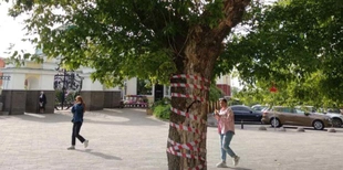 У центрі Луцька видалятимуть аварійне дерево (фото)