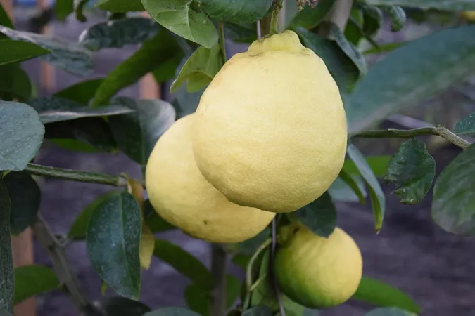 На Волині майже дозрів урожай лимонів (фото)