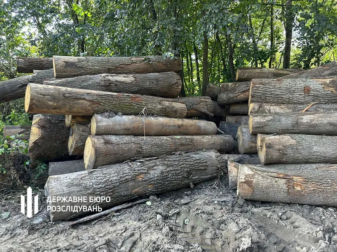 Посадовці лісової галузі Волині дозволили незаконні рубки на 21 млн грн – їх судитимуть