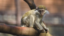 У Луцькому зоопарку кумедні примати люблять стежити за людьми (фото)