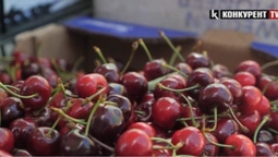 «Ціни кусаються»: скільки на ринках Луцька коштує черешня та абрикоси (відео)