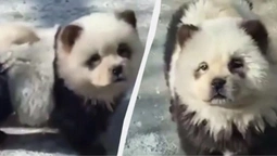 Китайський зоопарк виставив пофарбованих собак під виглядом панд (відео)