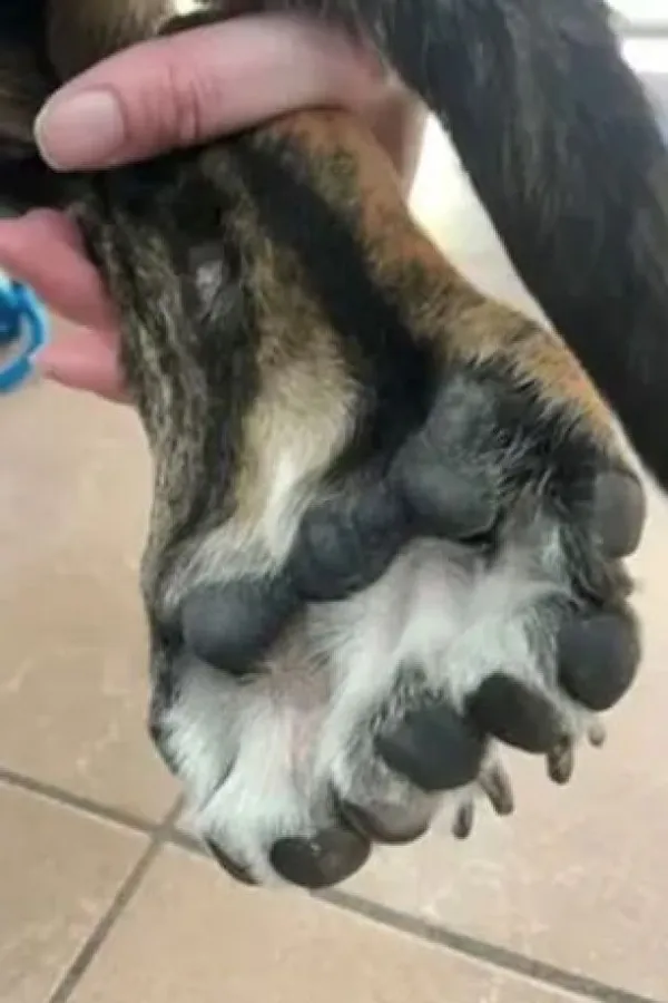 Собака має п'ять лап і дев'ять пальців: унікальна тварина, яку порівняли з єдинорогом (фото)