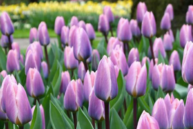 Понад мільйон тюльпанів: «Волинська Голландія» здивує новими сортами (фото)