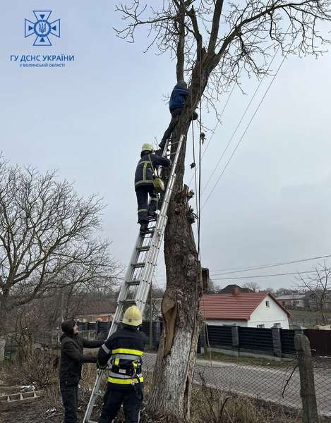 У Луцькому районі чоловік потрапив у «капкан» на дереві (фото)