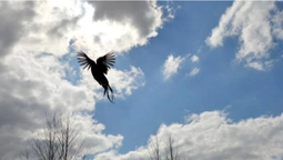 Незмінні традиції: на Волині на волю випускали фазанів (фото)