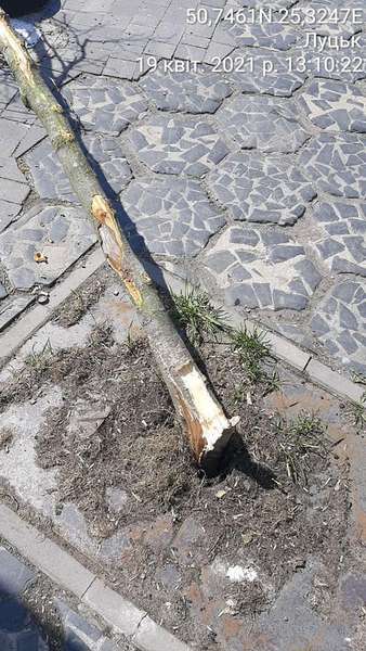 У Луцьку шукають водія, який зламав дерево у центрі міста (фото)