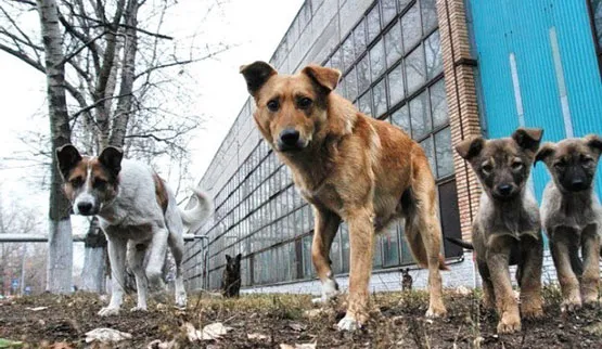 «Кошмарять цілу вулицю»: мешканці Ківерцівської нарікають на собак