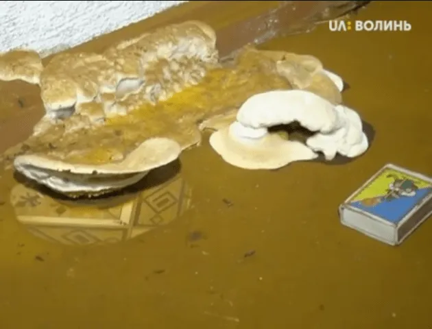 Волиняни проти переносу амбулаторії, що вражена грибком (відео)