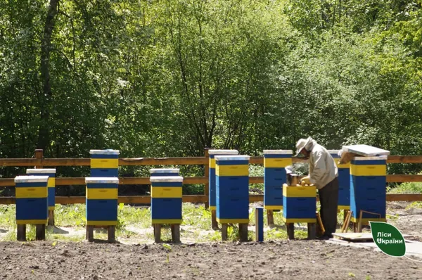 Лісництво на Волині стало кращим в Україні (фото)