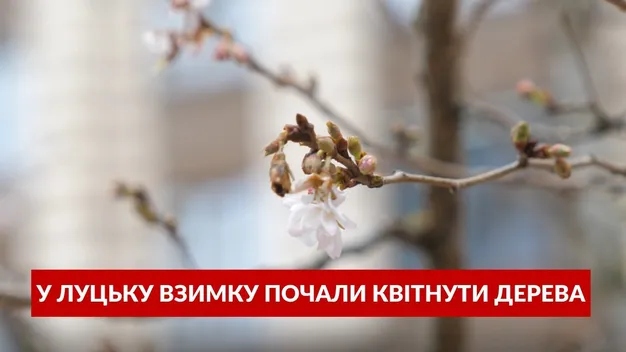 Аномально тепла зима: у Луцьку квітнуть дерева (відео)