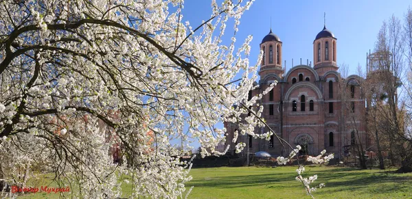 Вербна неділя у Луцьку на фото Віктора Чухрая