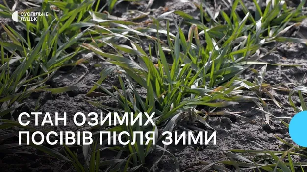 На Волині зафіксували незначну загибель озимих посівів (відео)