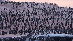 До української полярної станції завітали тисячі пінгвінів (фото)