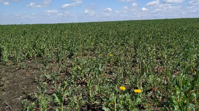 Чи вплинуть заморозки на врожай та ціну на Волині