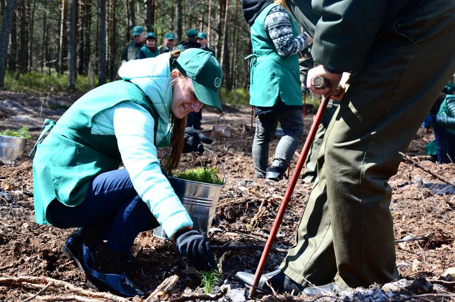 Як волинські журналісти ліс садили (гонзо-репортаж, фото)