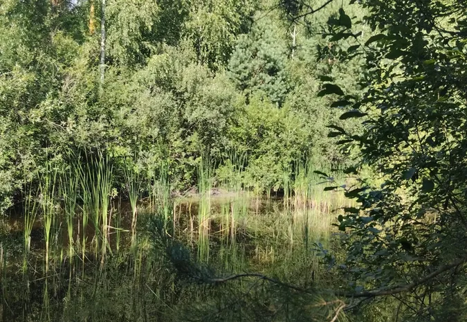 Причаїлось між дерев: показали невеличке лісове озеро в лісі під Луцьком (фото)