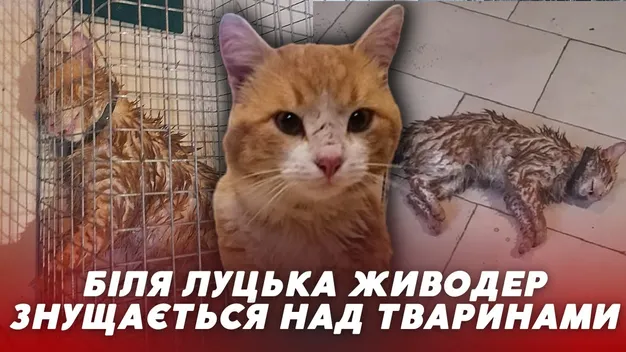 «Топить та стріляє»: біля Луцька шкуродер знущається з тварин (відео)
