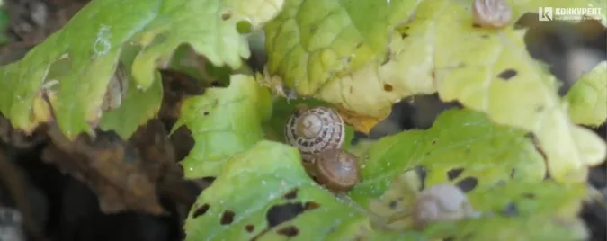 Равликова ферма на Волині постачає молюсків до закордонних ресторанів (відео)