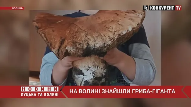 На Волині знайшли велетенський гриб: майже 4 кілограми (фото, відео)