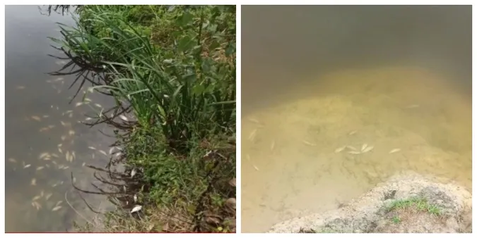 Риба – дохне, а проби води – у нормі: що коїться у річці під Луцьком