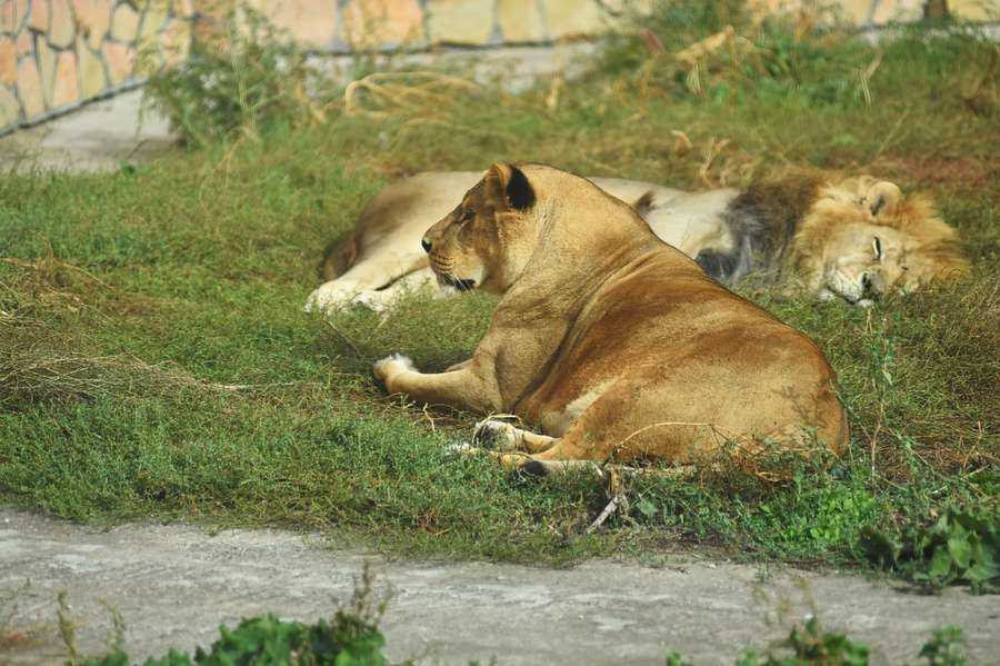 У Луцькому зоопарку помер найбільший котик – лев Нік (фото)