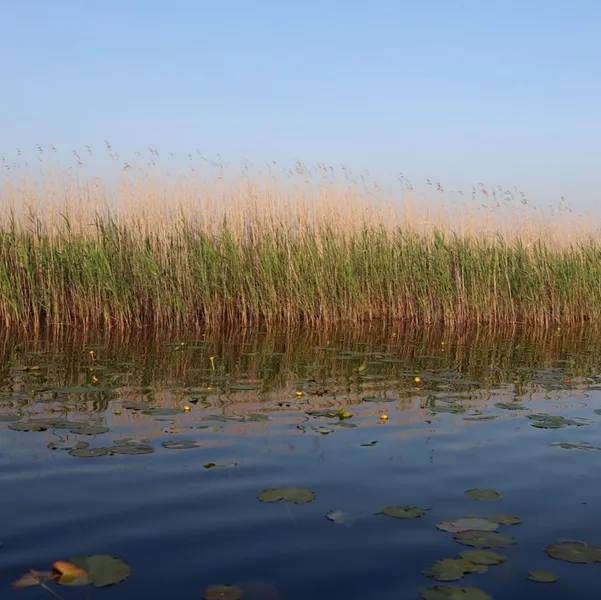 Рідкісні рослини знайшли у незвичному місці на Волині (фото)