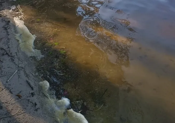 Аномалія чи норма: зацвілося одне з Шацьких озер (фото)