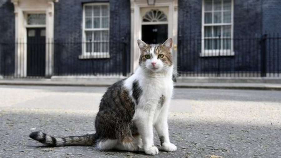 Британський кіт Ларрі потролив Ліз Трас, яка оголосила про відставку