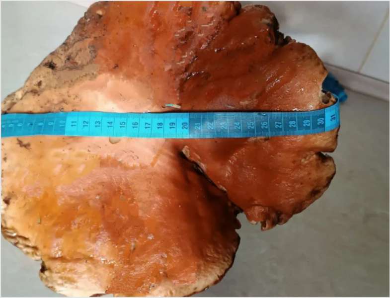 На Волині знайшли велетенський гриб: майже 4 кілограми (фото, відео)