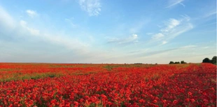 Волинь потонула у червоних барвах: в області масово зацвіли макові поля (фото)