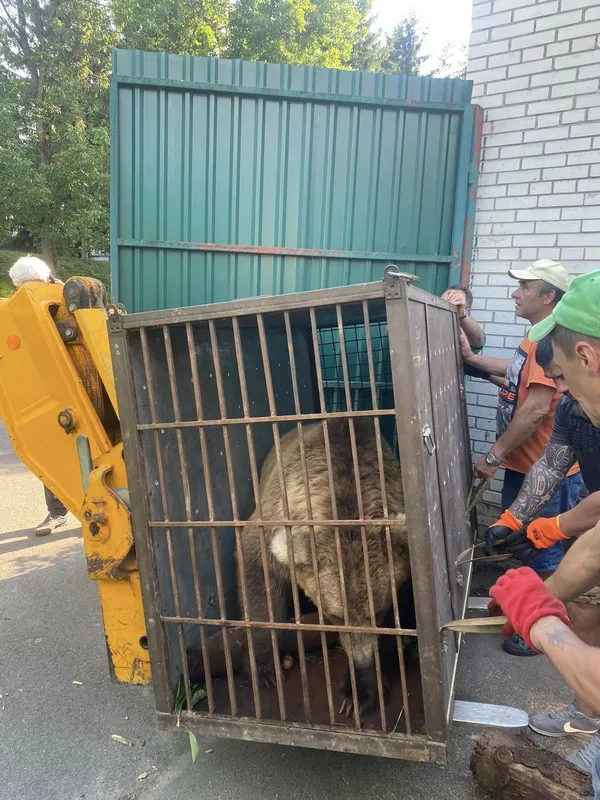 Ведмеді з луцького зоопарку подалися до Молдови (фото)