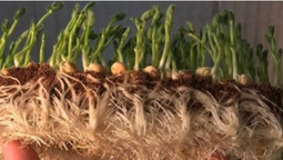 25-річний волинянин вирощує і продає через соцмережі мікрогрін (фото)