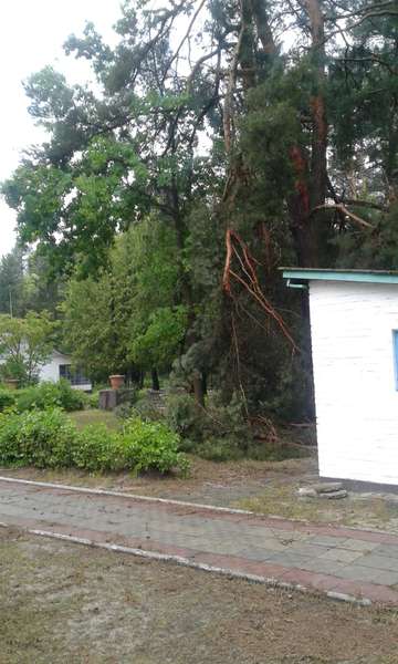 Власникам закладів на Світязі, де вирував буревій, порадили знести аварійні дерева (фото)