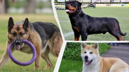 9 найсильніших порід собак, які захистять вашу родину
