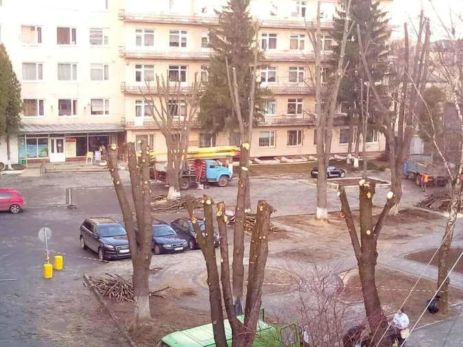 У Луцьку вимагають мораторій на «варварське» кронування дерев
