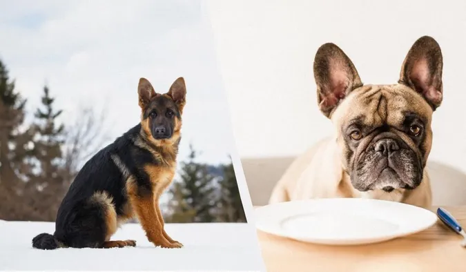 Найрозумніші собаки: 10 порід, які вирізняються блискучим інтелектом
