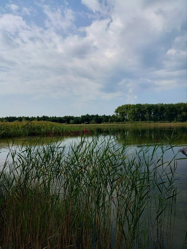 Зручні пірси і мало людей: на Волині в озері у формі вуха водиться багато риби (фото)