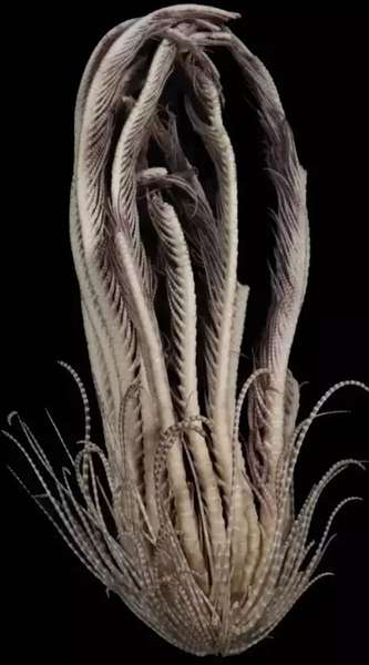 Вчені виявили новий морський вид з 20-ма руками (фото)