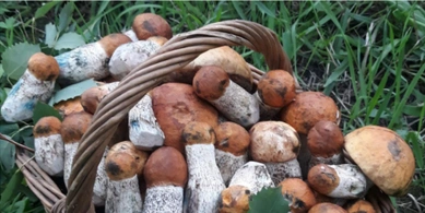 Боровики – на Маневиччині, маслюки – в Тростянці: куди їхати по гриби на Волині (фото)