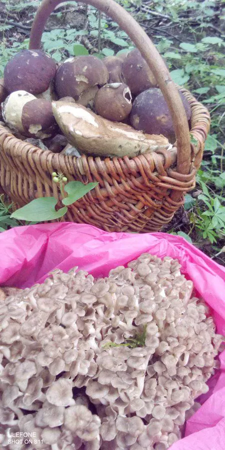 В лісі на Волині зібрали торбу червонокнижних грибів (фото)