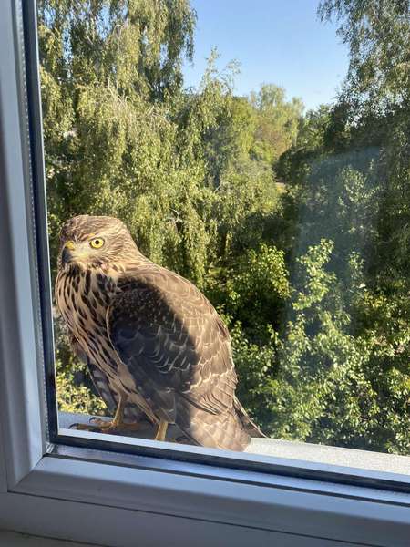 Хижий птах зазирнув у вікно лучанки (фото)
