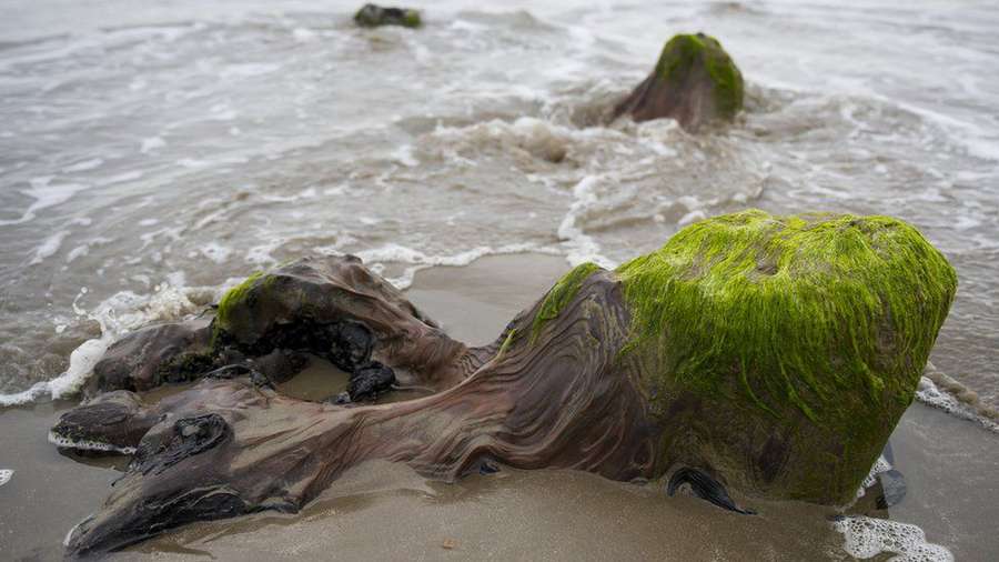 В Уельсі ураган підняв з моря доісторичний ліс (фото)