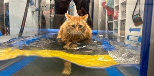 Важив майже 10 кг: кіт Мойсей вразив лікарів схудненням за допомогою плавання (відео)