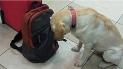 У «Ягодині» службовий собака винюхав в автобусі наркотики (фото, відео)