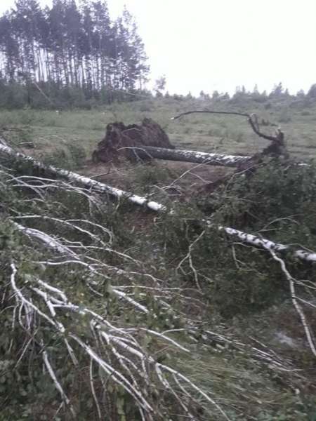 В одному із сіл Волині негода повиривала дерева із землі (фото)