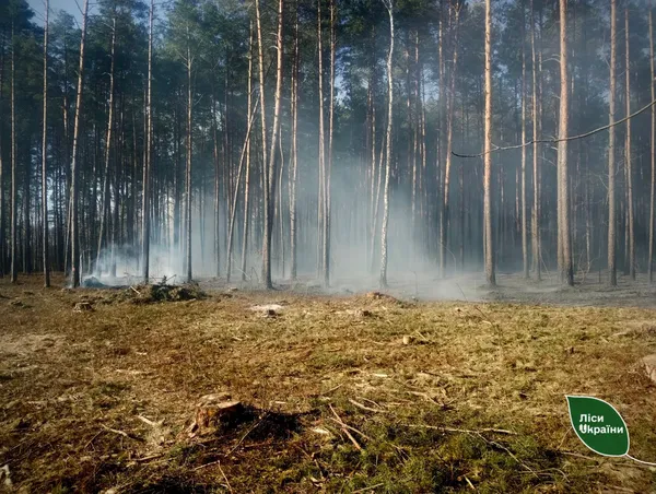 На Любешівщині підпалили 65-річний сосновий ліс (фото)