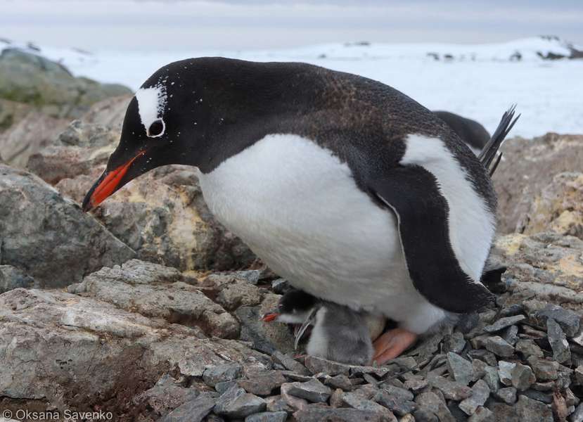 Біля «Вернадського» з’явилися перші малюки пінгвінів (фото)