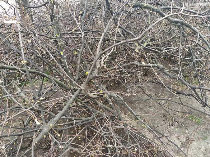 У Луцьку на Молоді кронували дерева (фото)